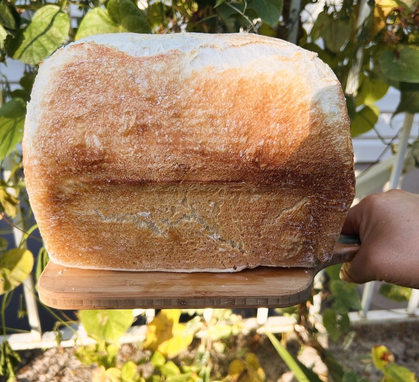 The Hedwig Loaf (one-time purchase)